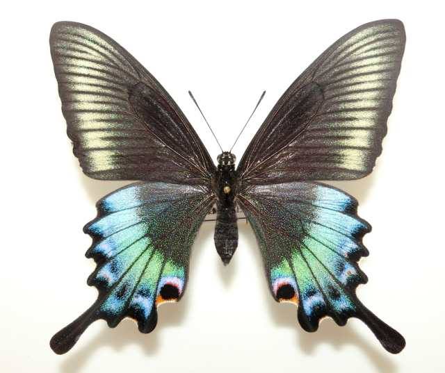 Papilio maackii (Artificial cold treatment, Hokkaido Japan) (Internet Image property of respective owner, non-commercial use only)